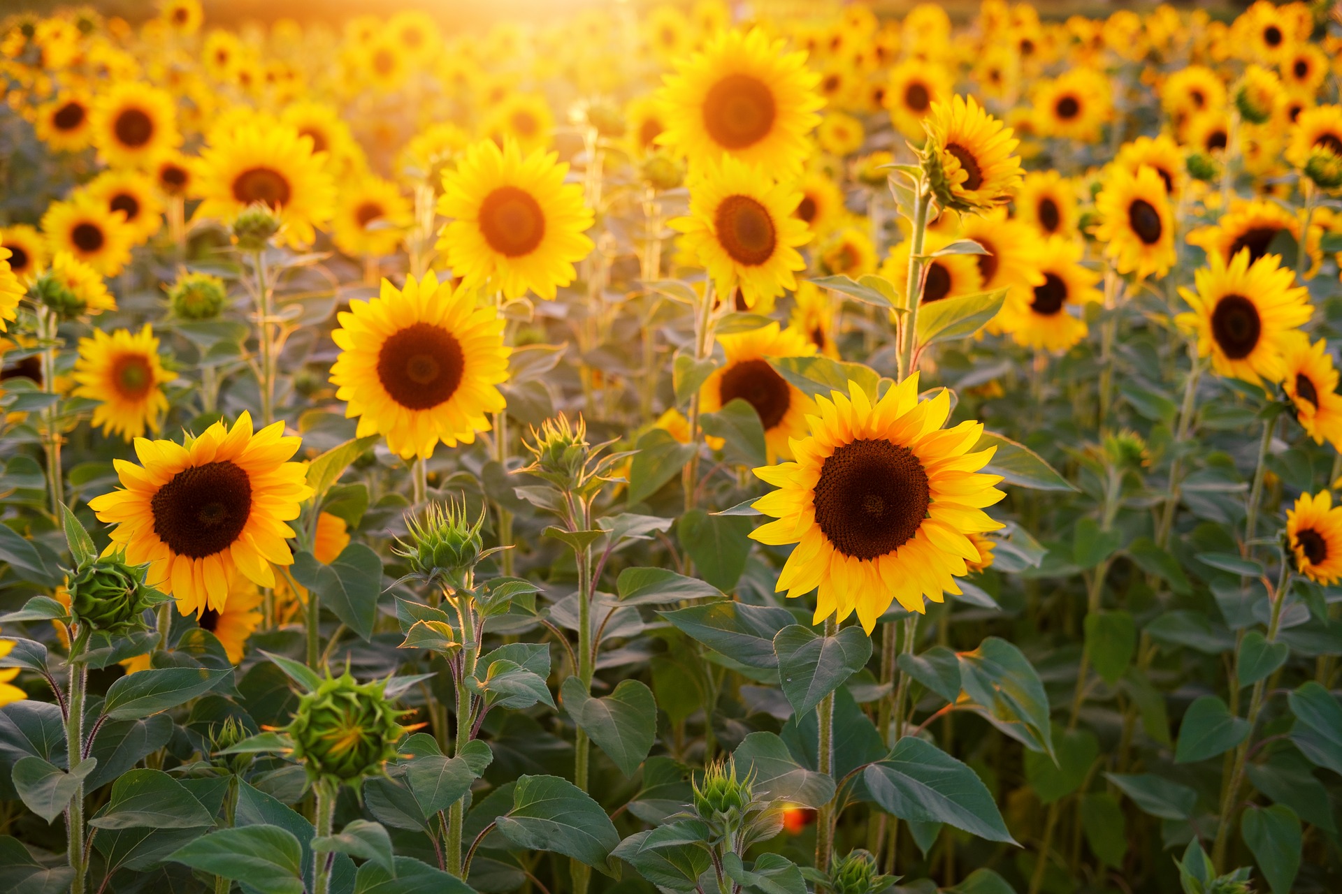 Mit Homematic IP den Sommer genießen - Titelbild