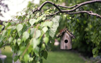 Mit smarter Technik den perfekten Baum für den Garten finden